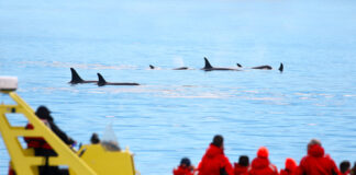 People watching orcas swim from a yellow boat.