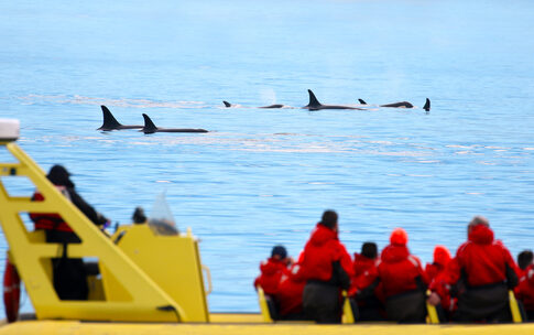 People watching orcas swim from a yellow boat.