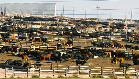 Cattle in a large feedlot with pens and fencing.