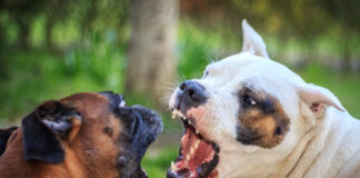 Two dogs facing each other and growling.