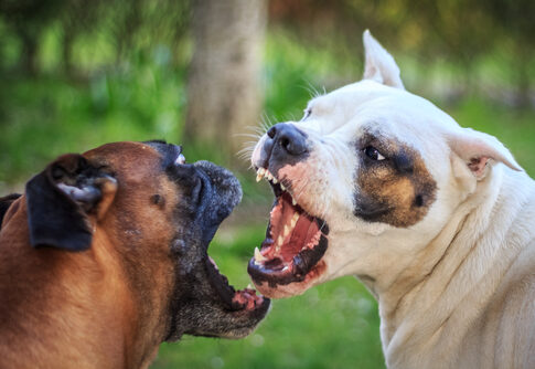 Two dogs facing each other and growling.