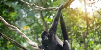 Monkey hanging on tree branch in jungle setting