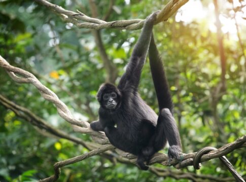 Monkey hanging on tree branch in jungle setting