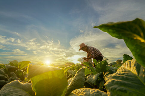 Farmer working in a lush green field at sunset.