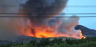 Forest fire raging behind trees and power lines.