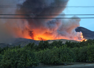 Forest fire raging behind trees and power lines.