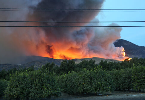 Forest fire raging behind trees and power lines.