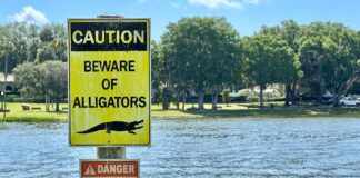 Caution sign warns of alligators near water body