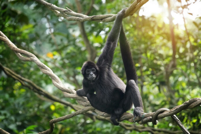 Monkey hanging on tree branch in jungle setting